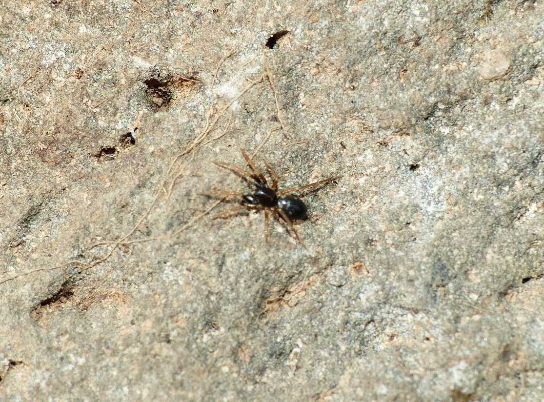 Phrurolithus sp. - Montecompatri (RM)